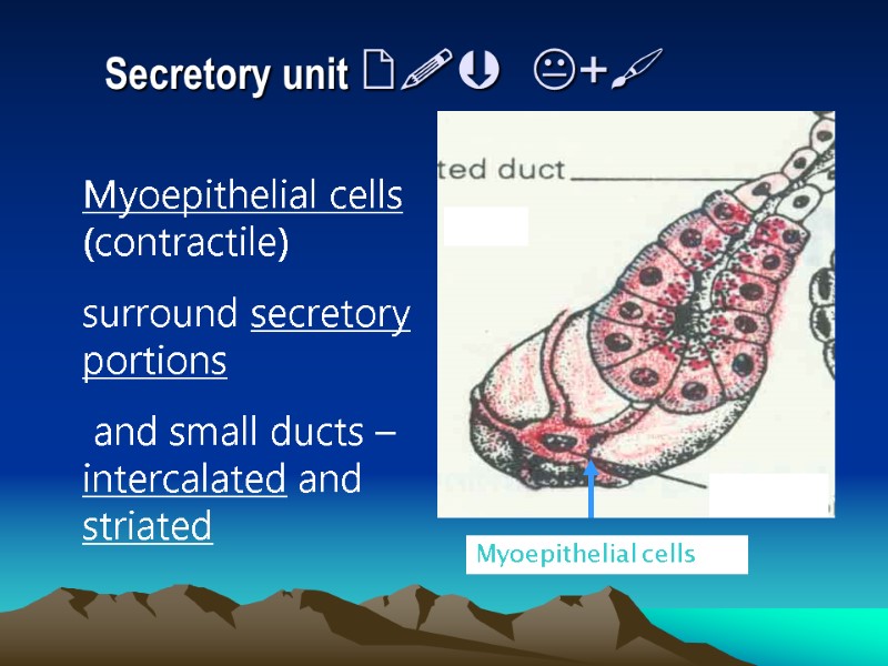 Secretory unit   +  Myoepithelial cells (contractile) surround secretory portions  and